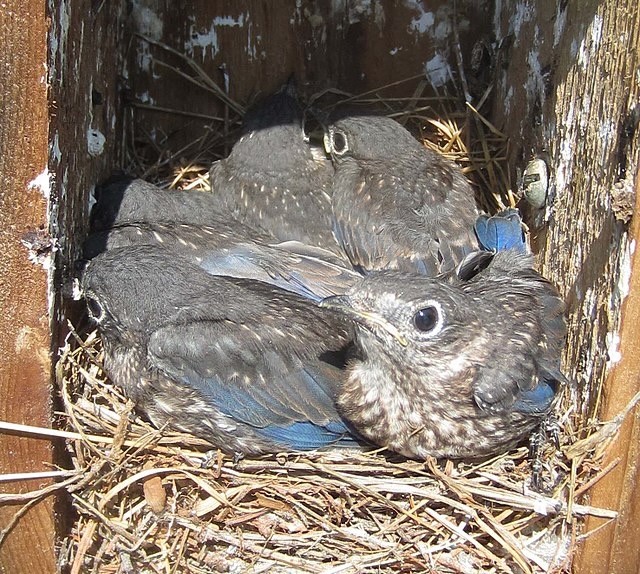 364 365 - Eastern Bluebird - Sialis sialis, Veteran's Park, Woodbridge, Virginia, December 30, 2023 (53432530033).jpg by Virginia State Parks is licensed under Creative Commons Attribution 2.0.